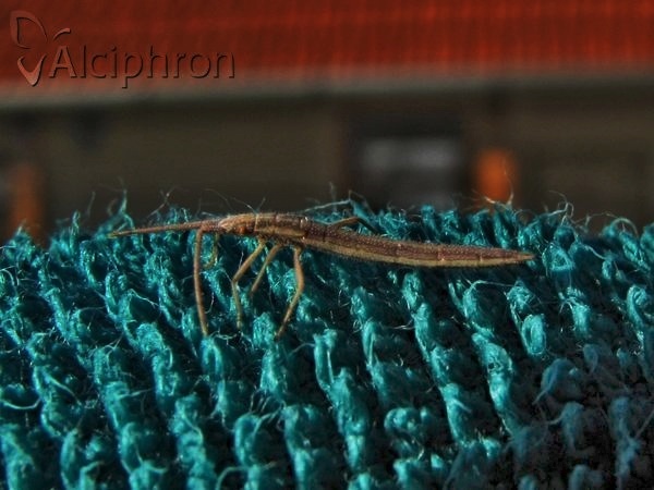 Chorosoma schillingii