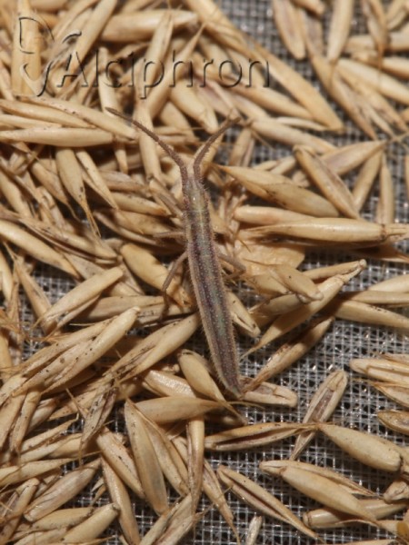 Chorosoma schillingii