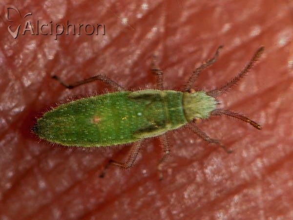 Myrmus miriformis