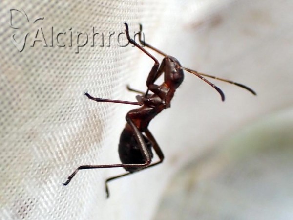 Alydus calcaratus