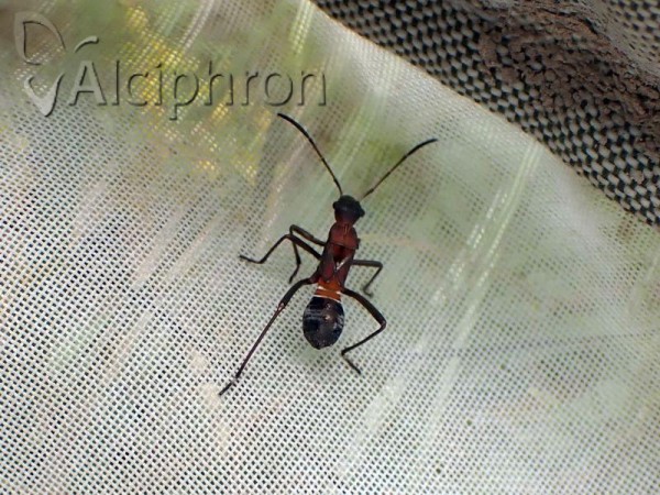 Alydus calcaratus