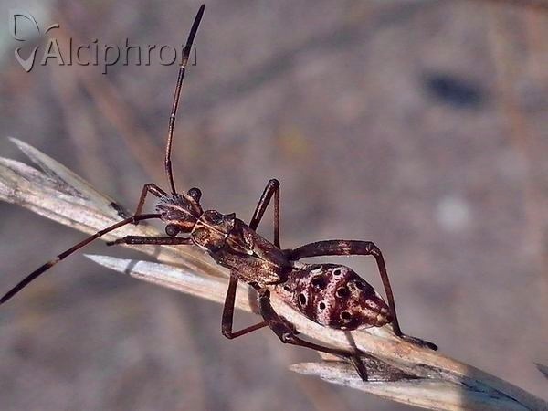 Camptopus lateralis