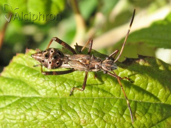Camptopus lateralis