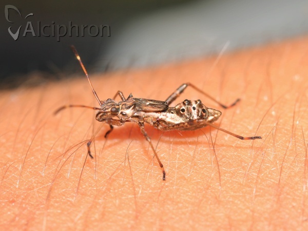 Camptopus lateralis