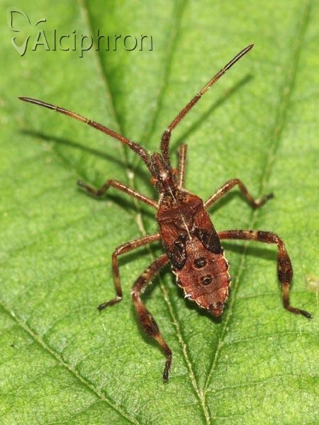 Leptoglossus occidentalis