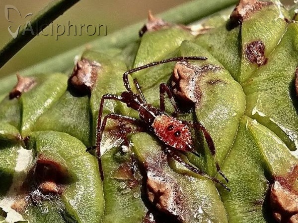 Leptoglossus occidentalis