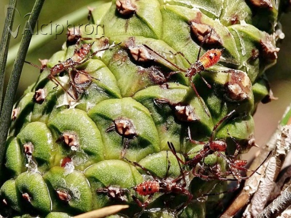 Leptoglossus occidentalis