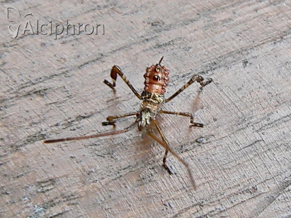 Leptoglossus occidentalis