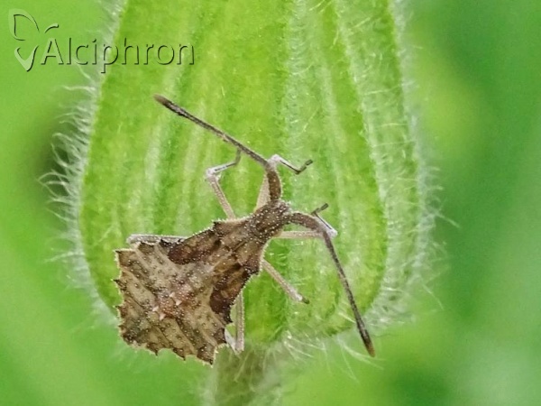 Syromastus rhombeus
