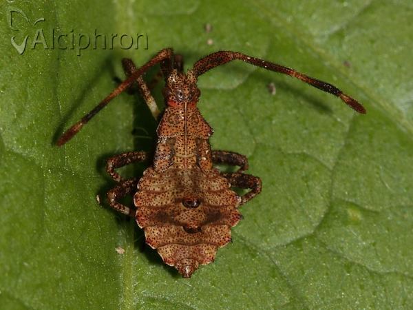 Coreus marginatus