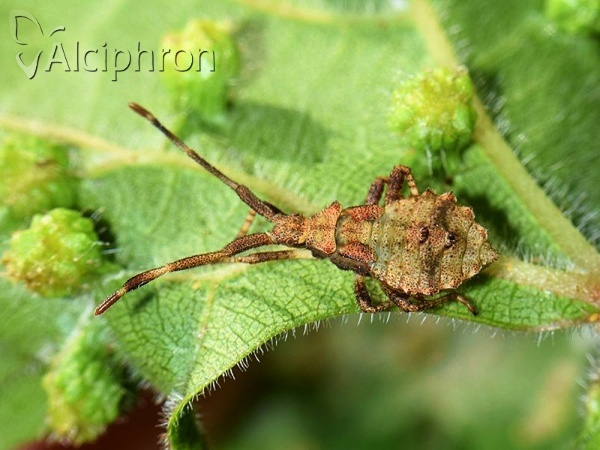 Coreus marginatus