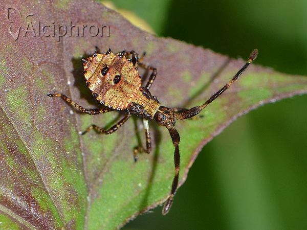 Coreus marginatus