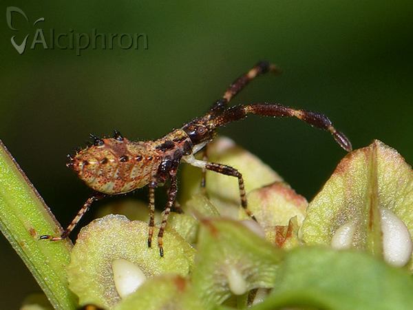 Coreus marginatus