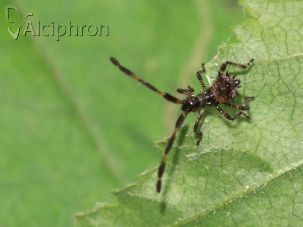 Coreus marginatus