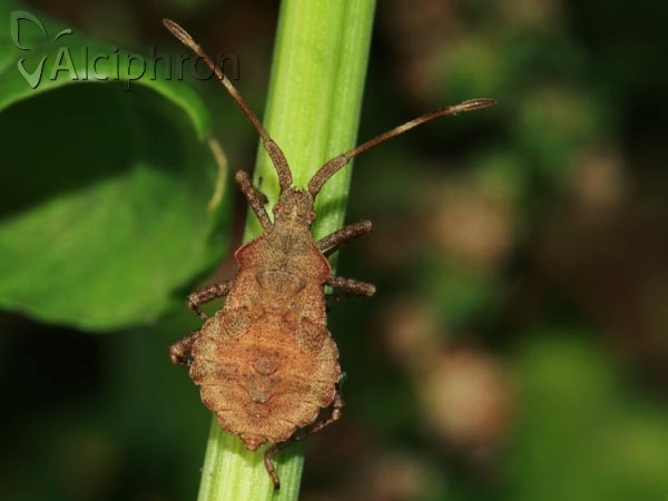 Coreus marginatus