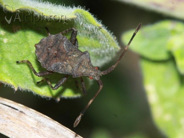Coreus marginatus