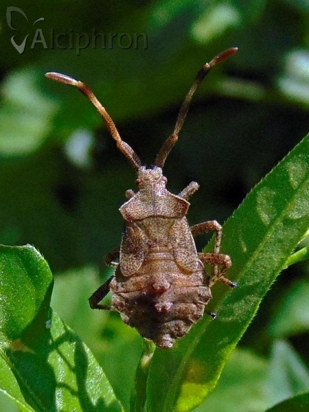 Coreus marginatus