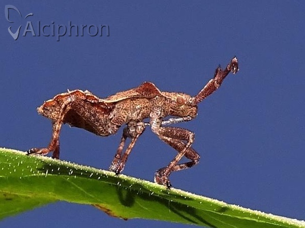 Coreus marginatus