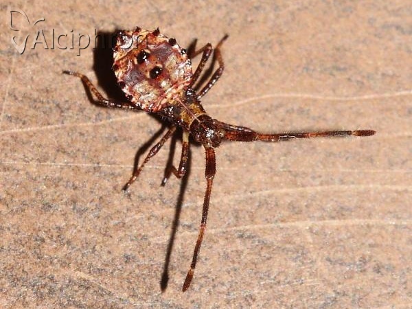Coreus marginatus