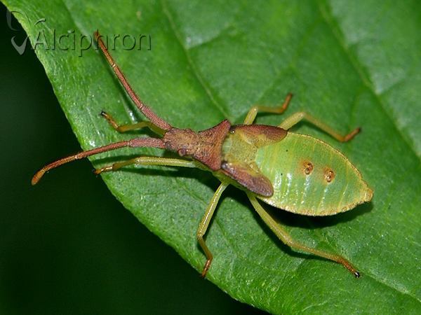 Gonocerus acuteangulatus