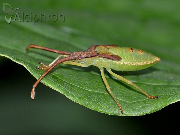 Gonocerus acuteangulatus