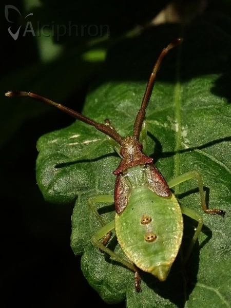 Gonocerus acuteangulatus