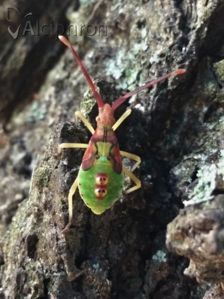 Gonocerus juniperi