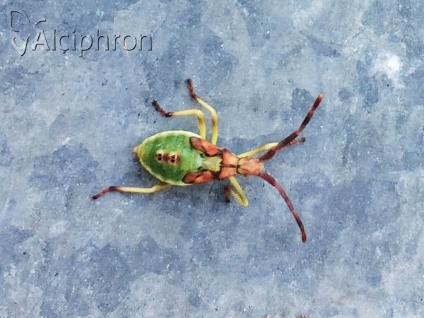 Gonocerus juniperi