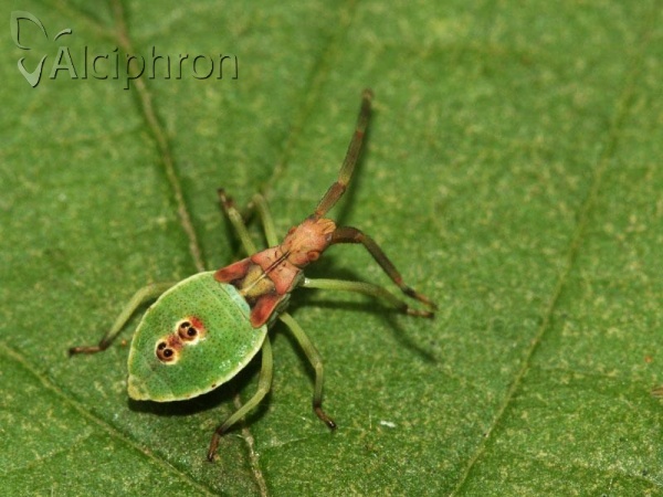 Gonocerus juniperi