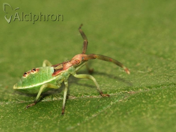 Gonocerus juniperi