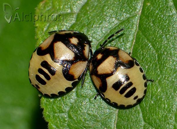 Tritomegas bicolor
