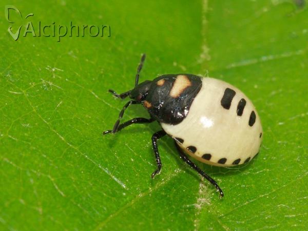 Tritomegas bicolor