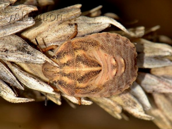 Eurygaster austriaca