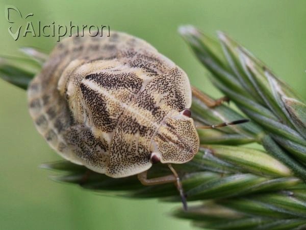 Eurygaster austriaca