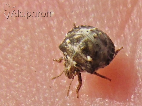 Vilpianus galii
