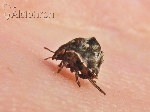 Vilpianus galii