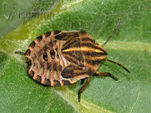 Graphosoma italicum