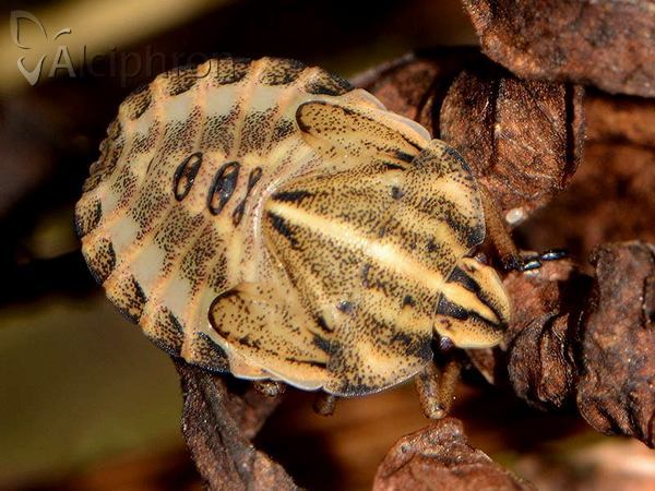 Graphosoma italicum