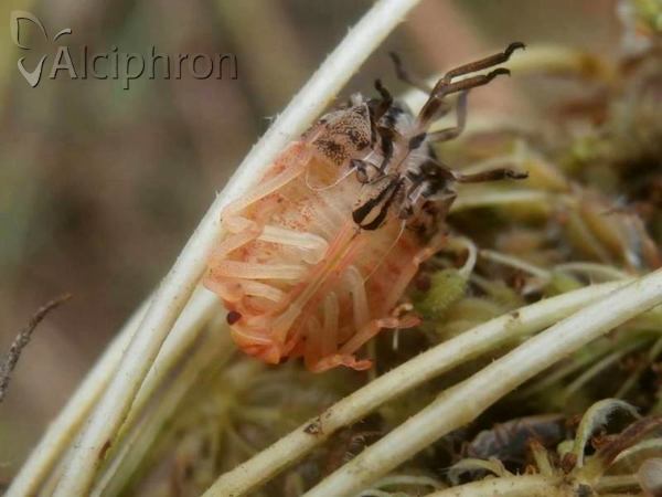 Graphosoma italicum