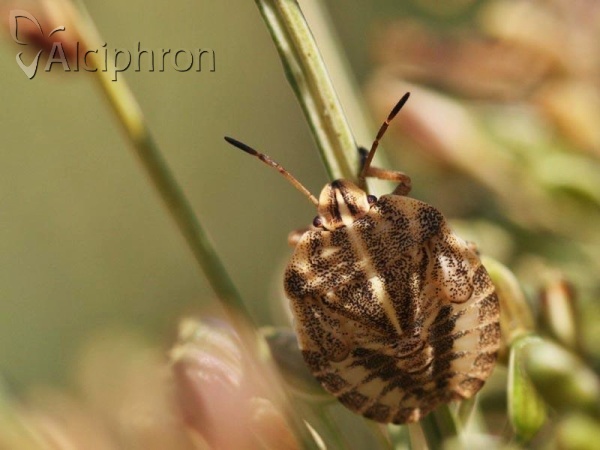 Graphosoma italicum