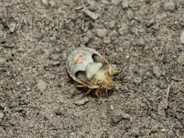 Crypsinus angustatus
