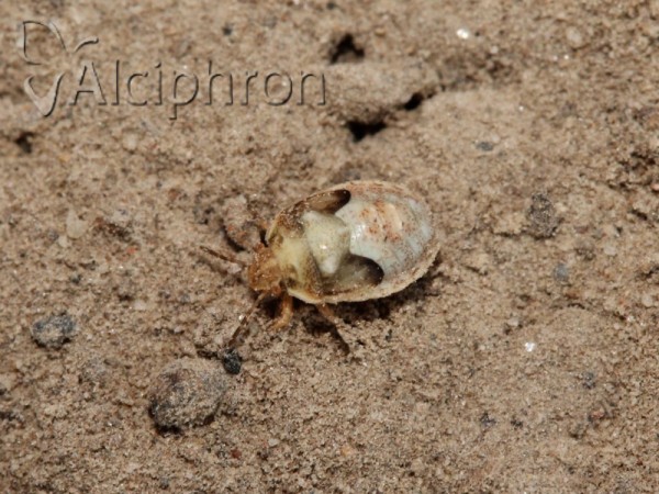 Crypsinus angustatus