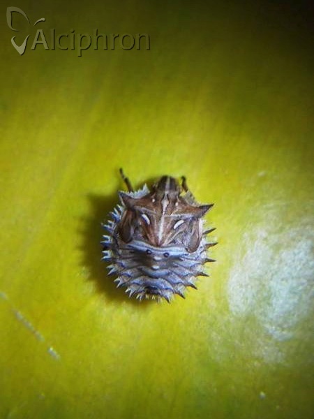 Ancyrosoma leucogrammes