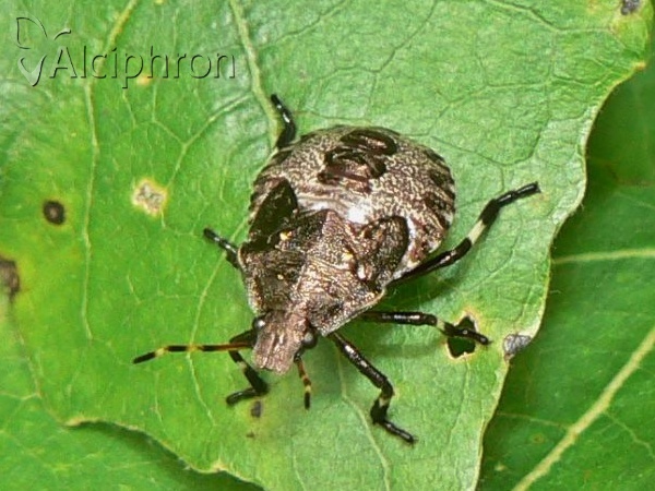 Picromerus bidens