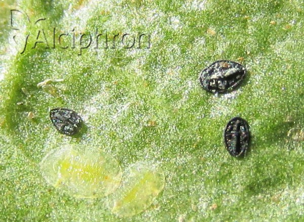 Dialeurodes citri