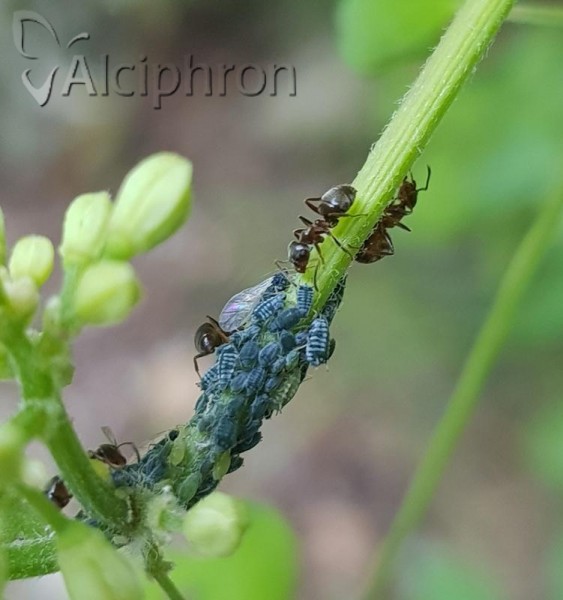 Aphis clematidis