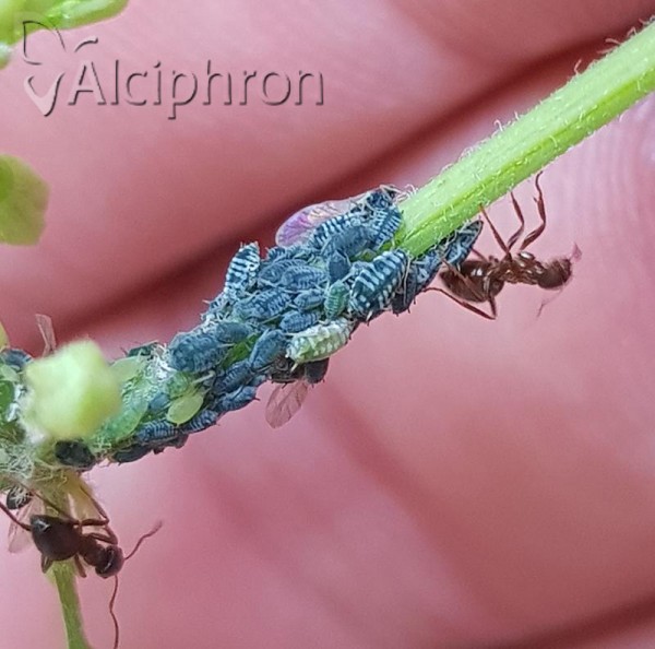 Aphis clematidis