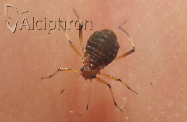 Cinara cuneomaculata
