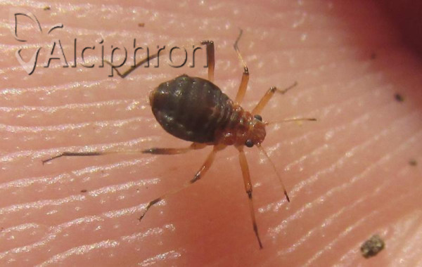 Cinara cuneomaculata