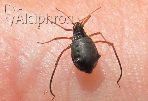 Cinara curvipes